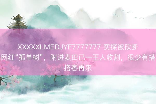XXXXXLMEDJYF7777777 实探被砍断树枝的网红“孤单树”，附进麦田已一王人收割，很少有搭客再来